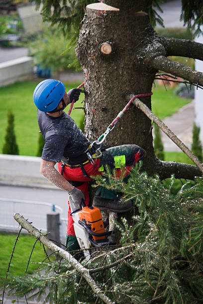 Why Choose Our Tree Removal Services in Hayward, CA?